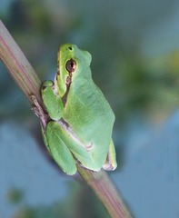 Hyla intermedia perrini