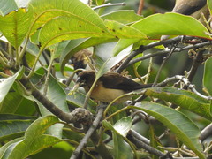 Lonchura leucogastroides