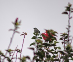 Geospizopsis unicolor