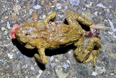 Bufo stejnegeri