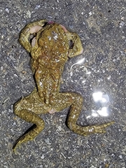 Bufo stejnegeri
