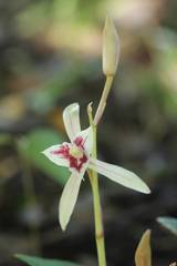 Cymbidium macrorhizon