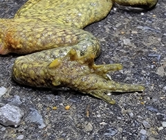 Bufo stejnegeri
