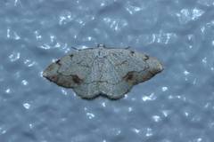 Lomographa simplicior