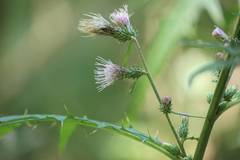 Cirsium microspicatum microspicatum