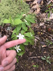 Anemonoides lancifolia