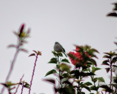 Geospizopsis unicolor