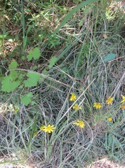 Cineraria glandulosa