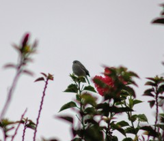 Geospizopsis unicolor