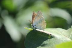 Curetis acuta paracuta