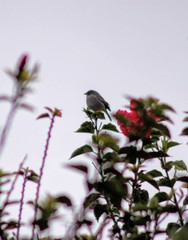 Geospizopsis unicolor