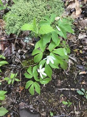 Anemonoides lancifolia