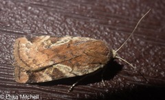 Cryptocala acadiensis