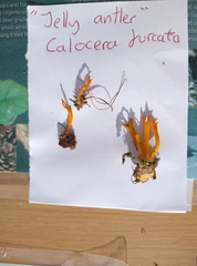 Calocera furcata
