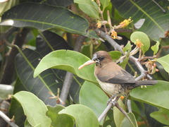 Lonchura leucogastroides