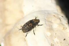 Euparius oculatus