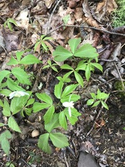 Anemonoides lancifolia