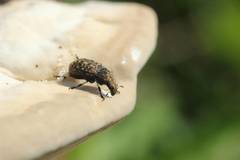 Euparius oculatus