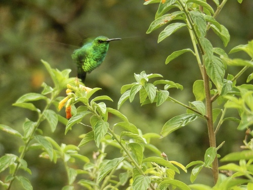 Chlorostilbon mellisugus