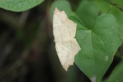 Pareclipsis gracilis