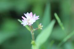 Persicaria thunbergii