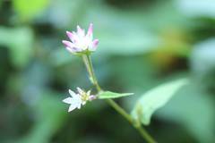 Persicaria thunbergii