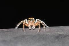 Plexippoides doenitzi