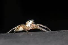 Plexippoides doenitzi