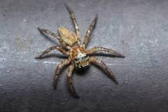 Plexippoides doenitzi