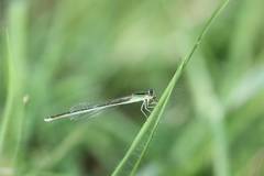 Ischnura asiatica