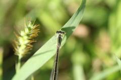 Ischnura asiatica