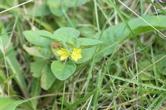 Lysimachia japonica