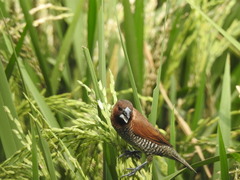 Lonchura punctulata