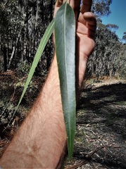 Eucalyptus cypellocarpa