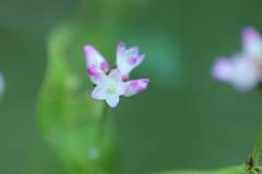 Persicaria thunbergii