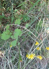 Cineraria glandulosa