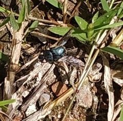 Gymnopleurus miliaris