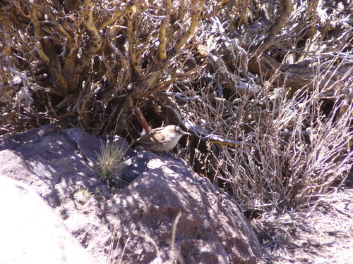 Straight-billed Earthcreeper (Ochetorhynchus ruficaudus), photo 10