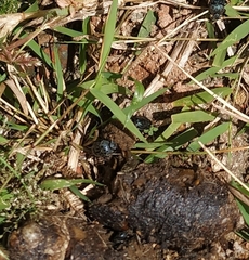 Gymnopleurus miliaris