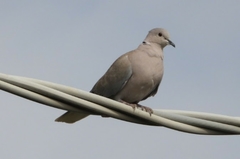 Streptopelia decaocto