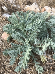Glaucium flavum