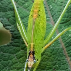 Phaneroptera nigroantennata