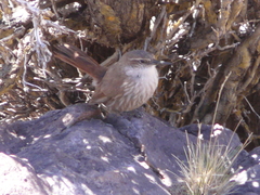 Ochetorhynchus ruficaudus
