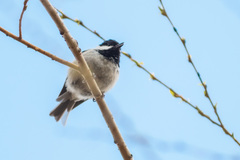 Periparus ater moltchanovi