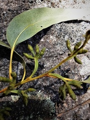 Eucalyptus cypellocarpa