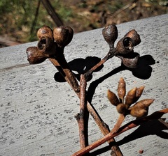 Eucalyptus cypellocarpa
