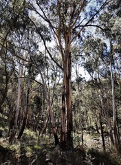 Eucalyptus cypellocarpa