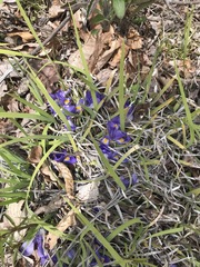 Iris verna smalliana