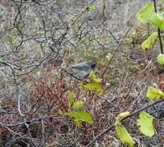 Camarhynchus parvulus