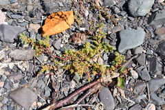 Salsola komarovii